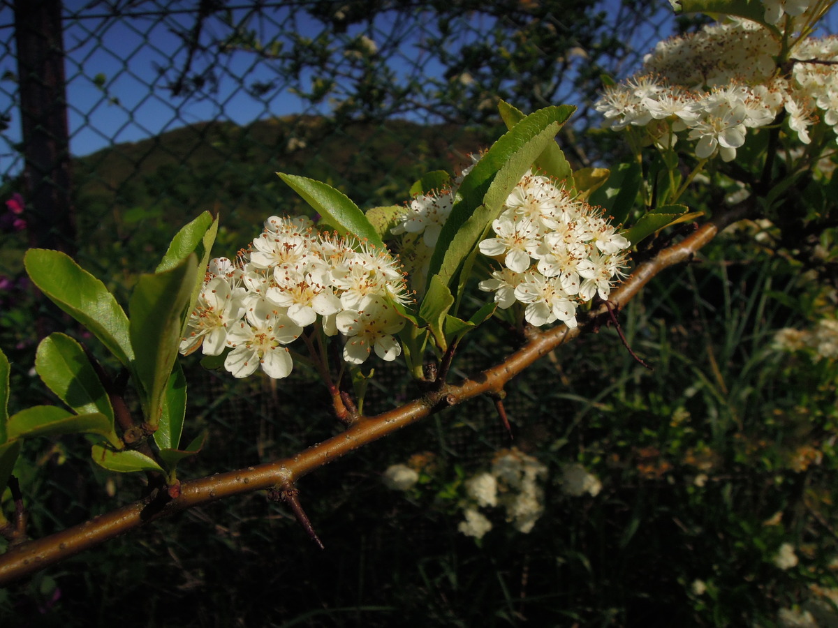 Prunus sp.